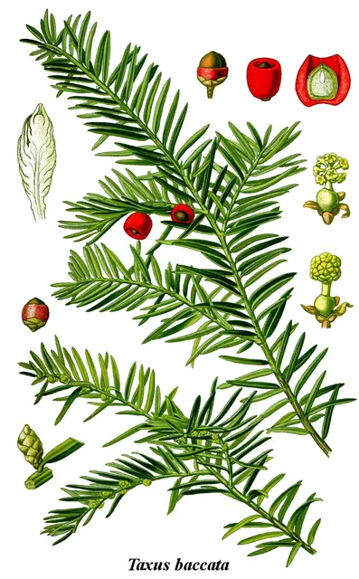 Иллюстрация Taxus Baccata