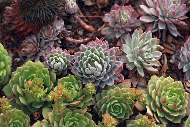 Сочный сад