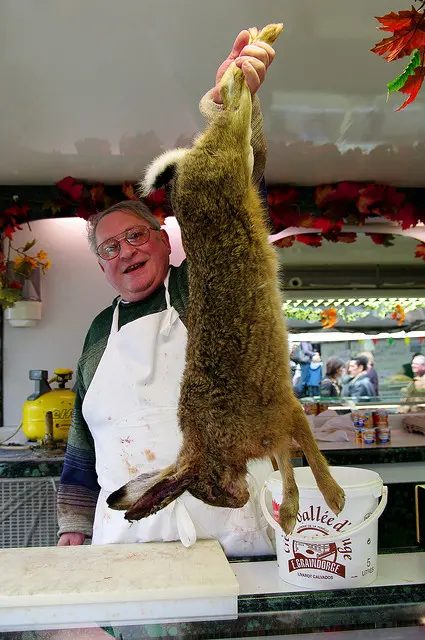 Prémices d'un succulent civet