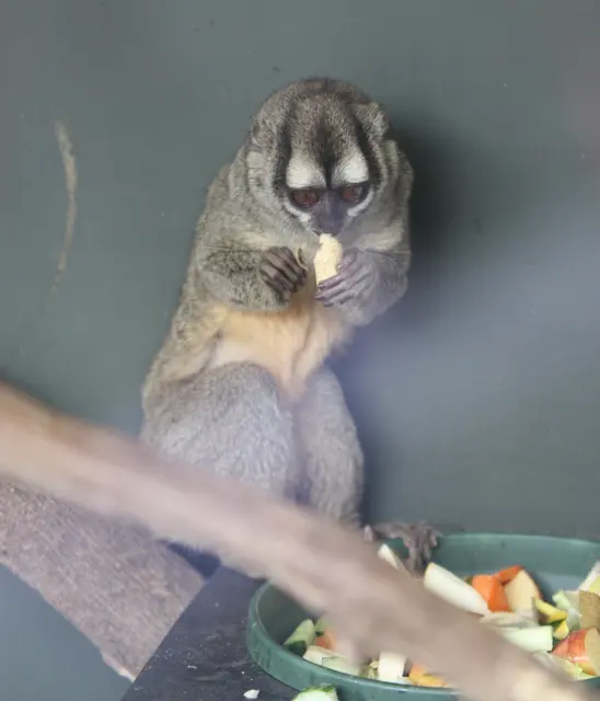 Aotus griseimembra - Marwell Wildlife, Хэмпшир, Англия-8a
