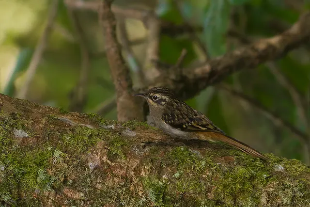 Коричневый — гортанный Treecreeper Pangolakha Wildlife Sanctuary East Sikkim India 12.12.2015