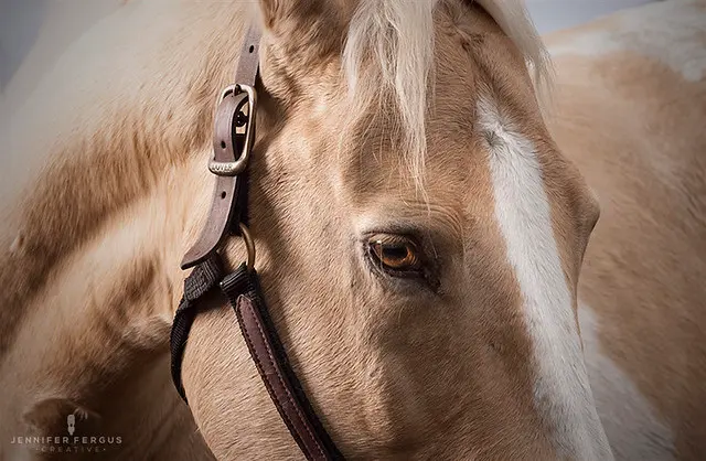 Horse Studio Photography | Сент-Огастин, Джексонвилл, Тампа, Орландо, Палм-Кост