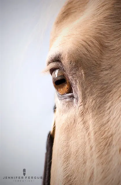 Horse Studio Photography | Сент-Огастин, Джексонвилл, Тампа, Орландо, Палм-Кост