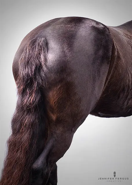 Horse Studio Photography | Сент-Огастин, Джексонвилл, Тампа, Орландо, Палм-Кост