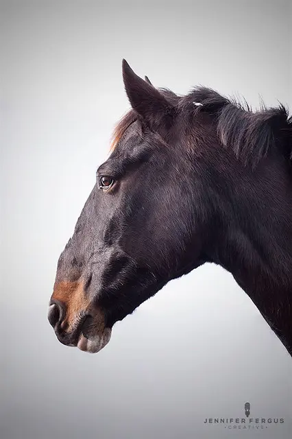 Horse Studio Photography | Сент-Огастин, Джексонвилл, Тампа, Орландо, Палм-Кост