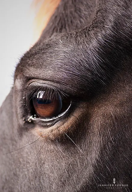 Horse Studio Photography | Сент-Огастин, Джексонвилл, Тампа, Орландо, Палм-Кост