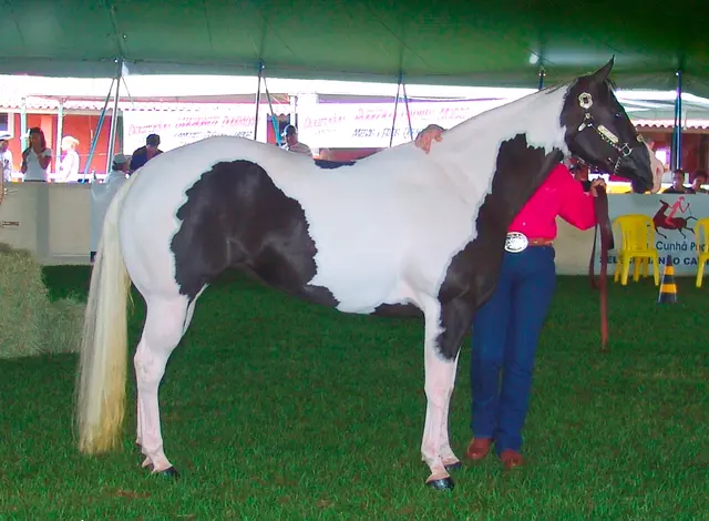 Оригинальное название: Paint Horse REFON