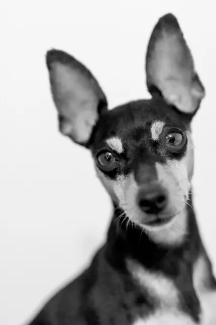 Образец сигмы 50 мм f1.4 art OK 7