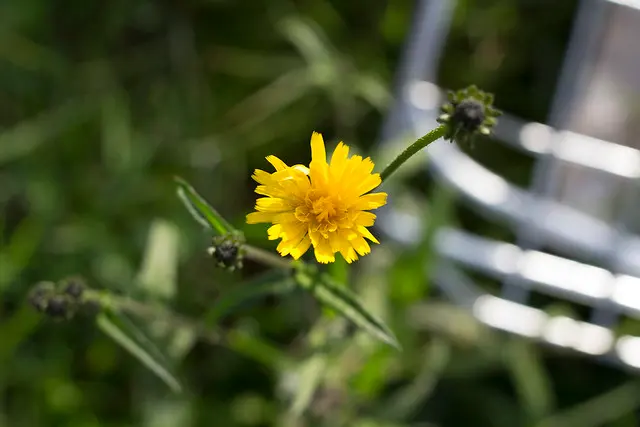 Образец сигмы 50mm f1.4 art OK pdc 4