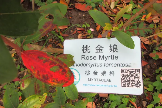 HK 鰂魚涌 Quarry Bay 柏架山道 Mount Parker Road 林邊屋 Woodside frontland garden plant May 2018 IX2 07 桃金孃 Rose myrtle