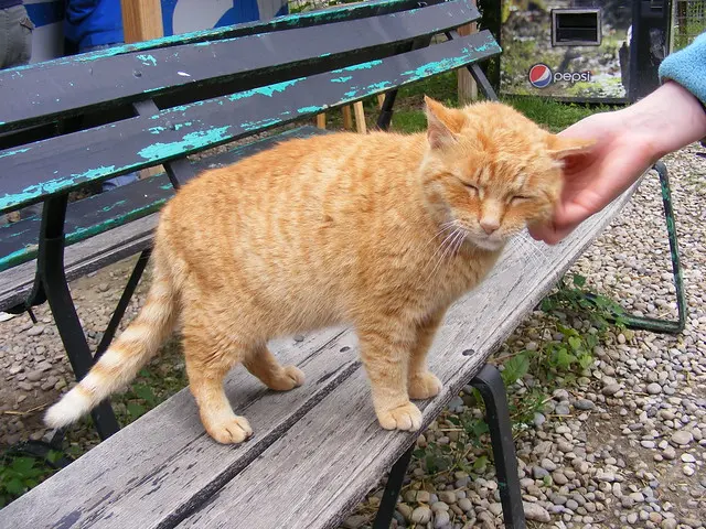 Домашний кот