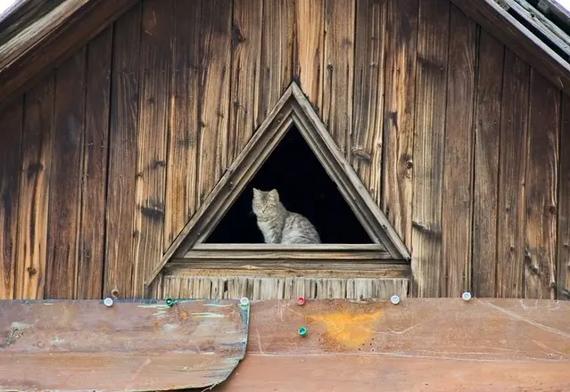 Домашняя кошка