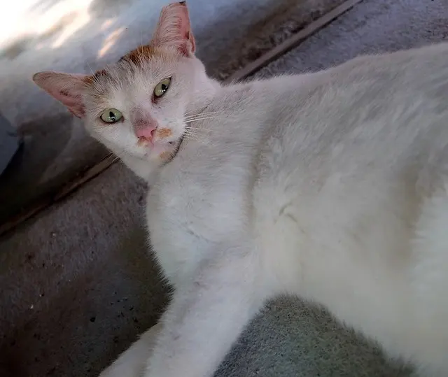 Садовый домик кота