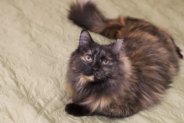 Flurry the House Cat (Январь 2011)