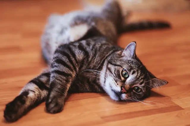Кот лежится