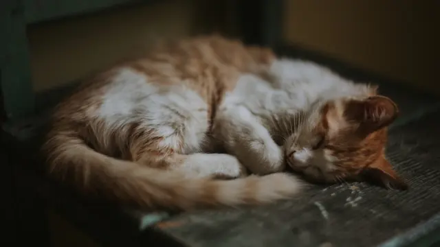 Коричневая кошка