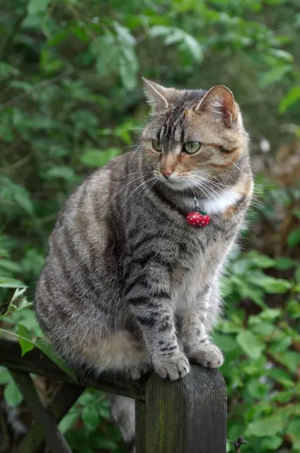 Домашняя кошка