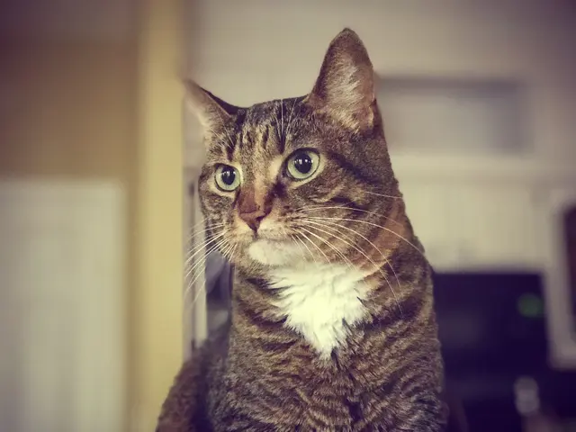 Кошачий кот