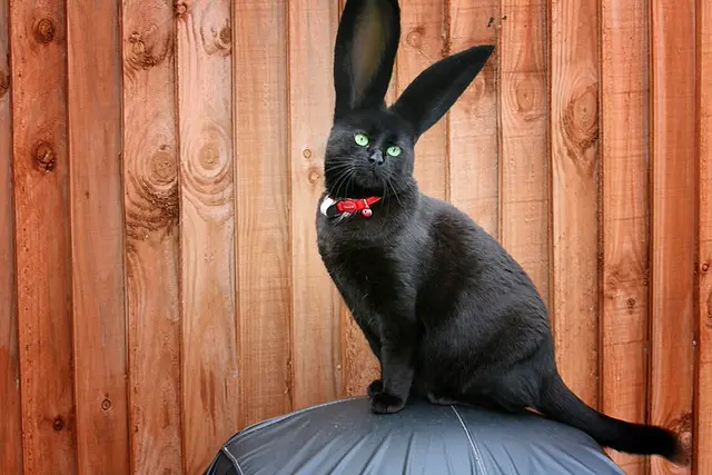 Редкий кролик - Cat Rabbit