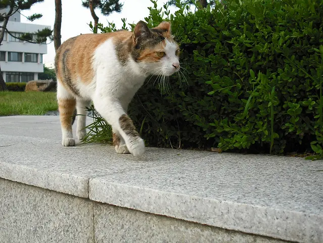 Кошка