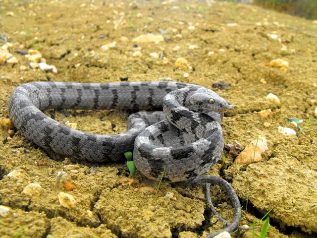 Средиземноморская кошка Snake