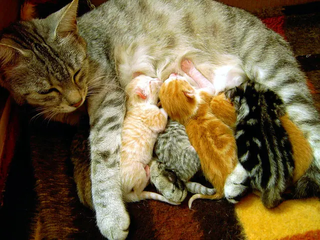 Оригинальное название: Charles the Cat and Her Kittens