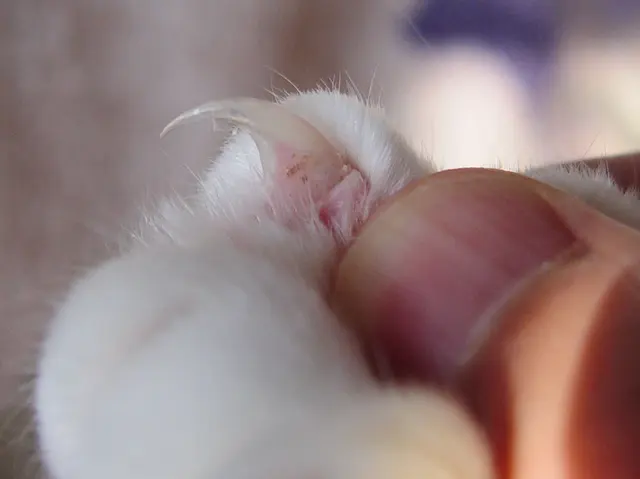 Кошачий коготь крупным планом