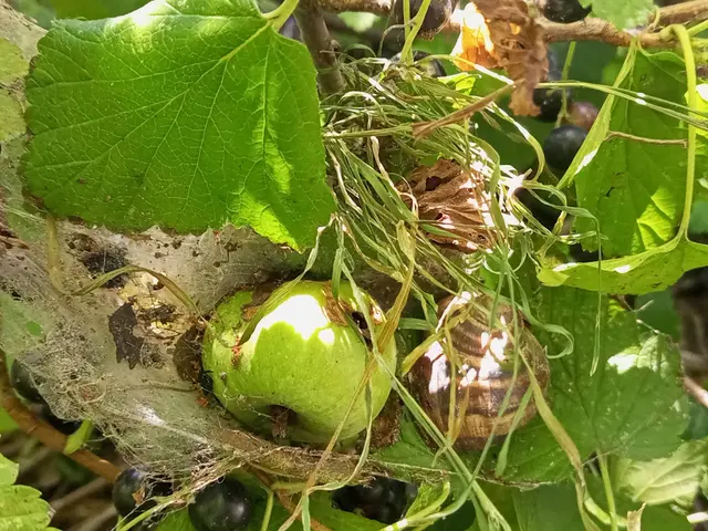 Экологический натюрморт с улиткой Helix pomatia и упавшим яблоком под куст Ribes nigrum в Днепропетровской области Украины младенцем — медве