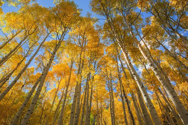 A Glowing Grove // 28mm f/5 // #aspen #grove #golden #glow #sun #vibrant #fall #foliage #autumn #colorado #maroonbells #outdoors #landscape 