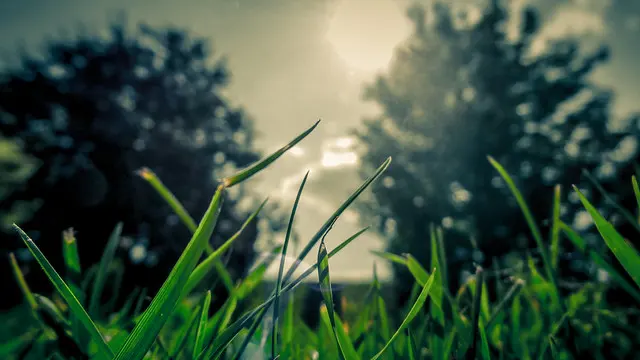 пейзаж — природа — закат — деревья