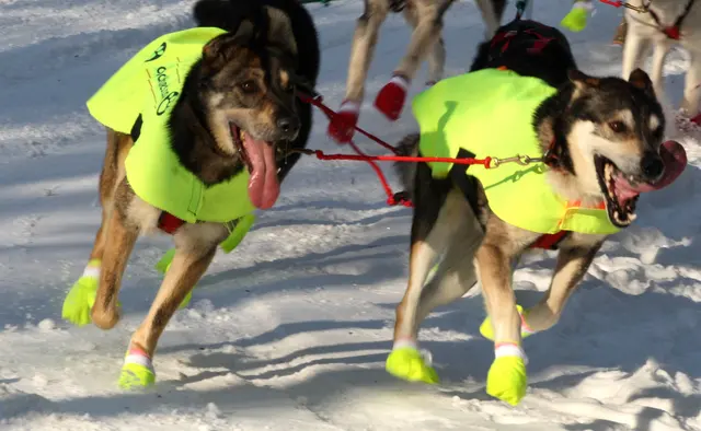 Оригинальное название: Iditarod Dogs in Style