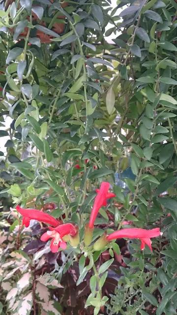 Растение помады (Aeschynanthus radicans) 1