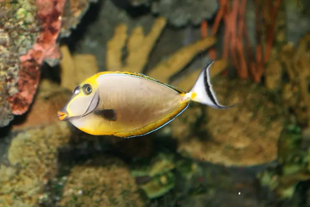 Помада или Orangespine Unicornfish (Naso lituratus)