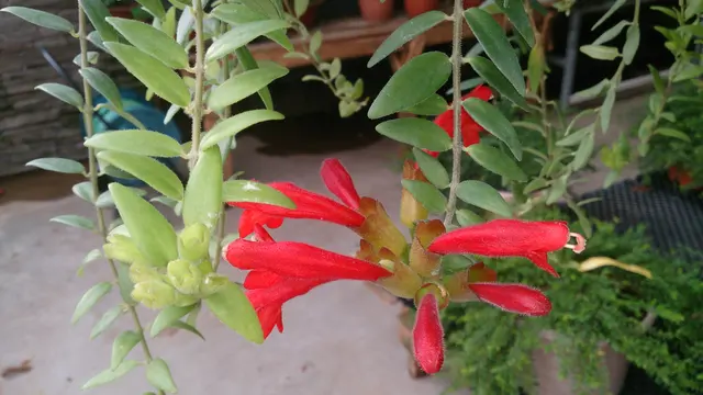 Растение помады (Aeschynanthus radicans)