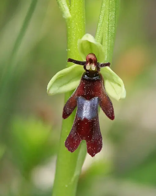 Цветок Ophrys insectifera