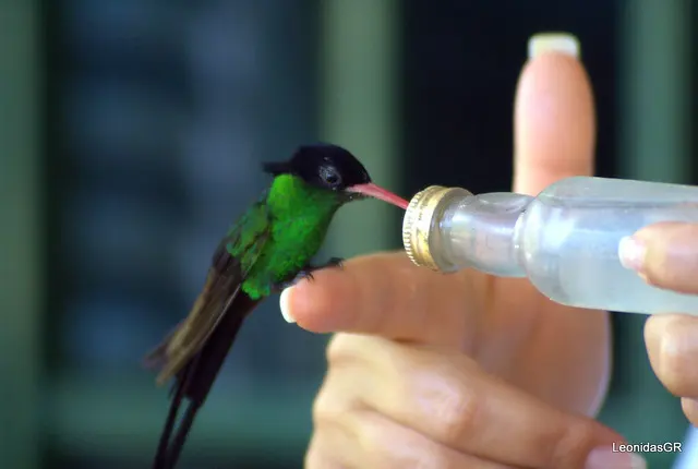 Ямайка - Rockland Bird Sanctuary