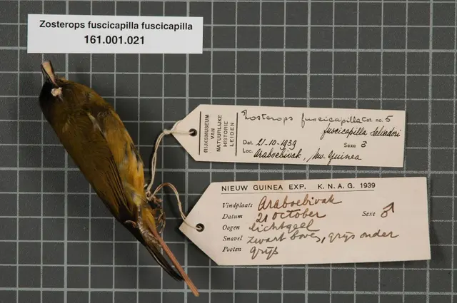 Naturalis Biodiversity Center - RMNH.AVES.18563 1 - Zosterops fuscicapilla fuscicapilla Salvadori, 1875 - Zosteropidae - образец кожи птицы