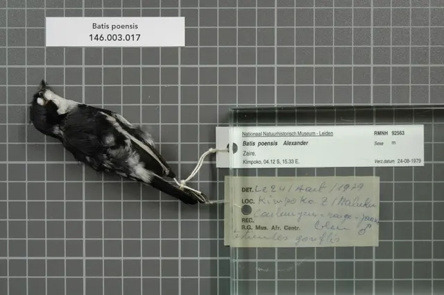 Центр биоразнообразия Naturalis - RMNH.AVES.92563 1 - Batis poensis Alexander, 1903 - Platysteiridae - образец кожи птицы