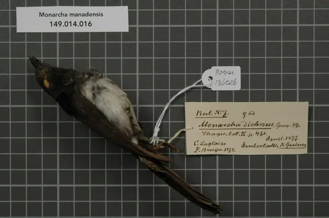Naturalis Biodiversity Center - RMNH.AVES.136026 1 - Monarcha manadensis (Quoy & Gaimard, 1830) - Monarchidae - bird skin specimen