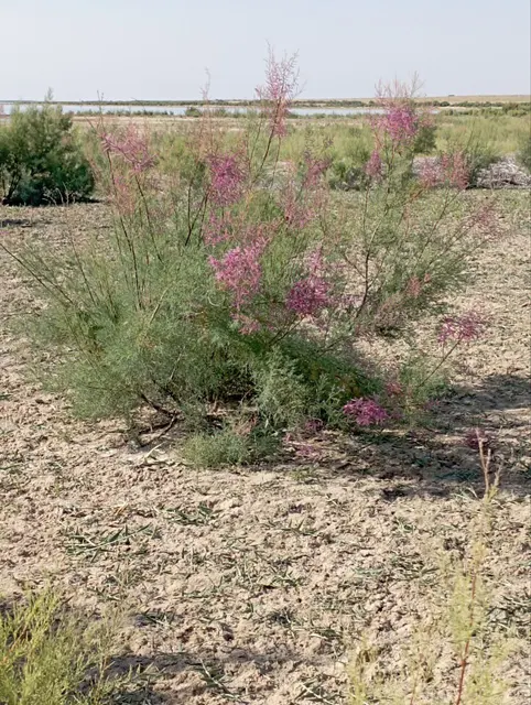 Ландшафт озера Айдар (Tamarix)