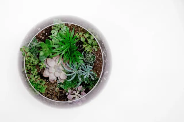 Домашний террариум cacti succulent