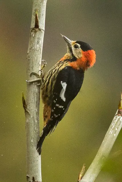 Crimson — грудный Вудпекер — Eaglenest Wildlife Sanctuary — Аруначал-Прадеш, Индия