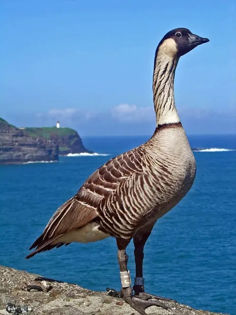 Branta sandvicensis - Национальный заповедник дикой природы Килауэа Пойнт, Гавайи, США-8