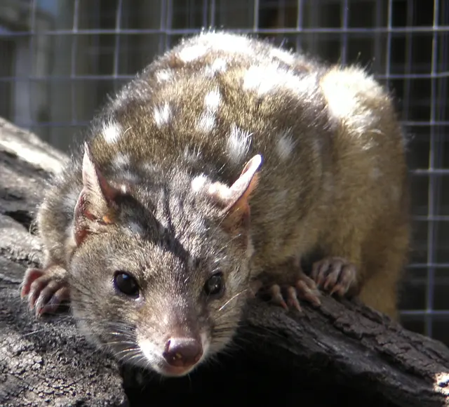 Оригинальное название: Caversham Wildlife Park