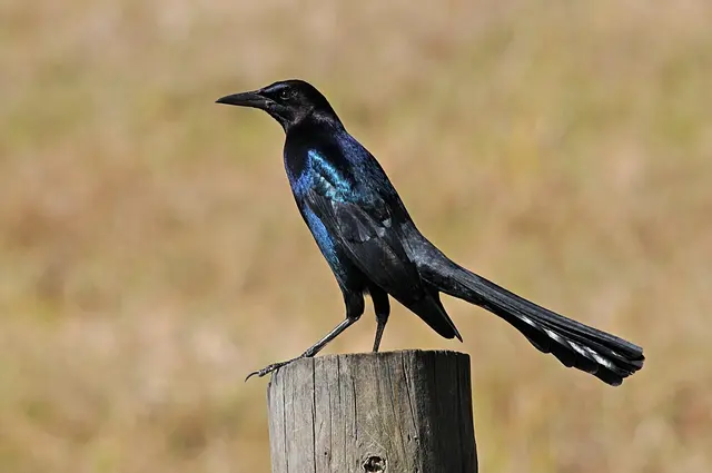 Quiscalus major - Three Lakes Wildlife Management Area, Florida, USA -male-8