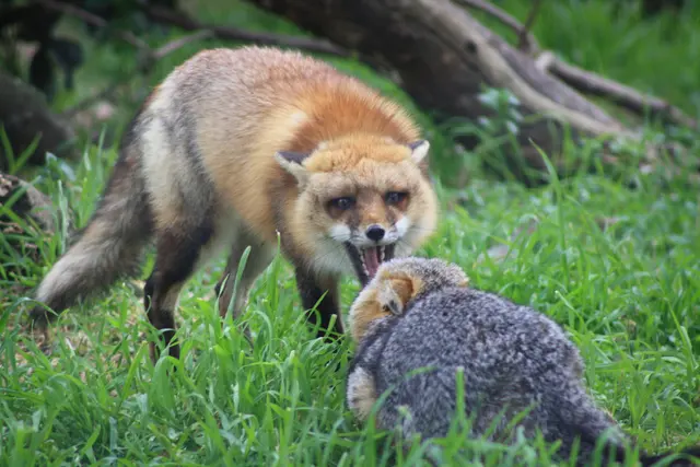 Red Fox vs. Grey Fox - Национальный заповедник дикой природы Сан-Хоакин