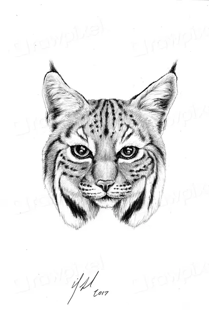 Bobcat Pencil Рисунок стиль эскиза