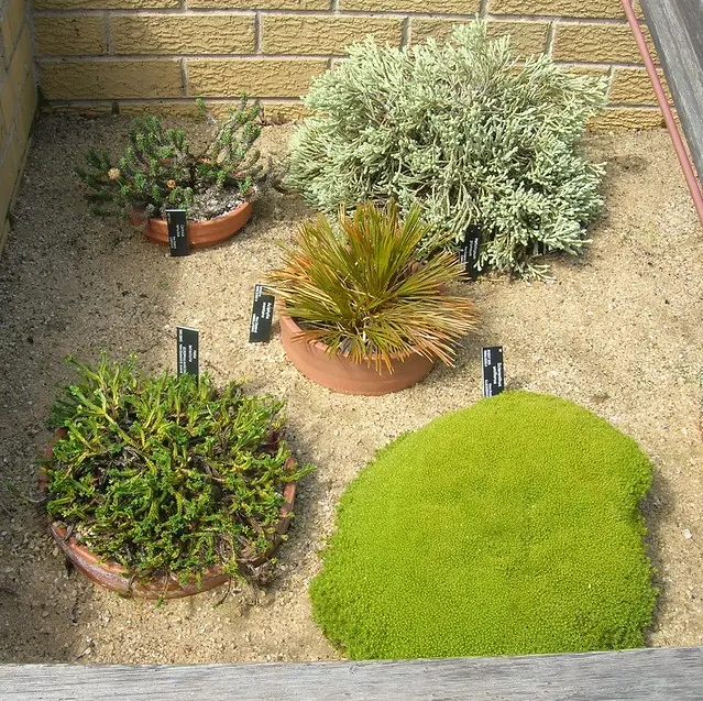 Новозеландские растения Rock Garden