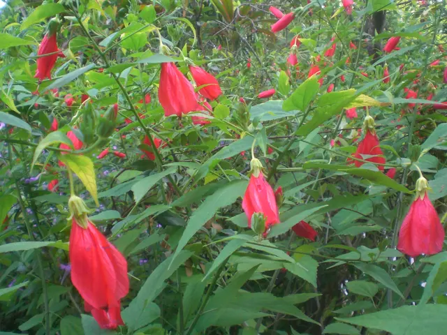 HK Central ZAB Garden Plant 大 ⁇  Красные цветы