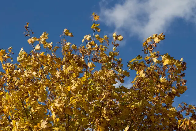 Образец сигмы 50 мм f1.4 art OK 1